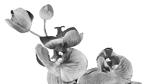 老年性阴道炎 悄悄潜伏在更年期|阴道|阴道炎_凤凰资讯