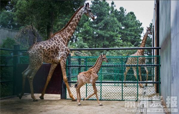 9月3日，長沙生態動物園，鹿寶寶跟著鹿媽媽在籠子裡走動 圖/瀟湘晨報記者 蔣麗梅
