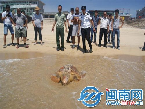 渔民出海捕获百岁蠵龟 3天后大龟被放归大海(图)