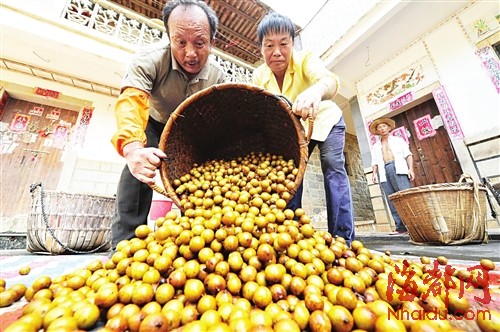浸过水的龙眼倾倒在塑料布上准备磨皮