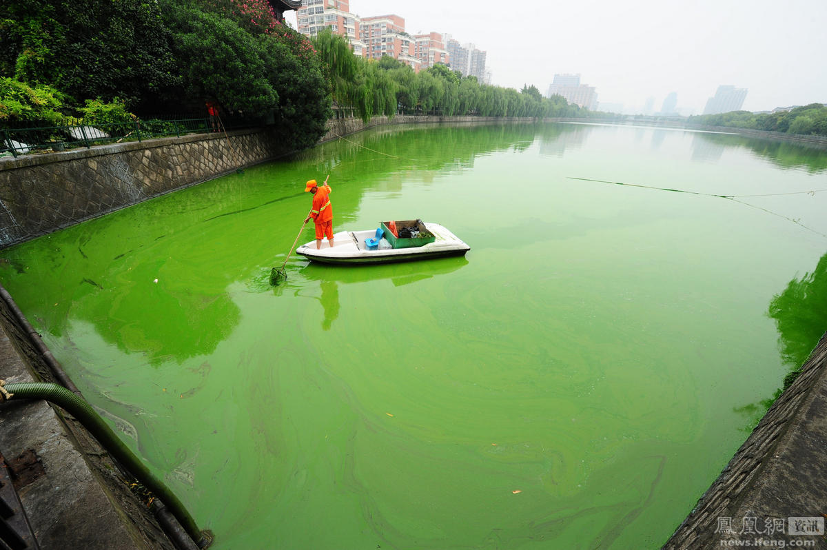 杭州水源地遭大面积蓝藻入侵