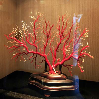 玩出门道:珊瑚知识大全|南海诸岛|海南