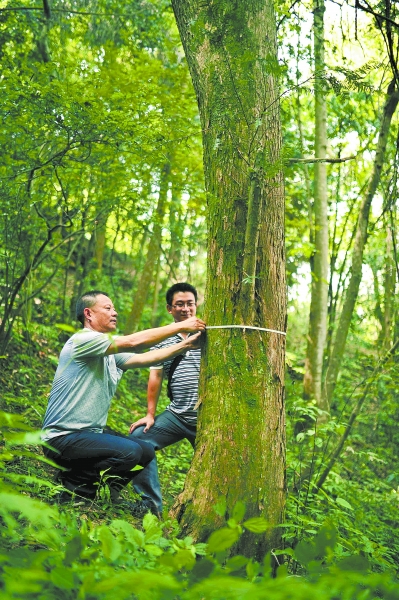 ( 9月2日，城步苗族自治县丹口镇金岩村，林业工作人员在测量野生红豆杉的胸径。 本报记者 童迪 摄)