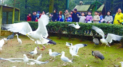 ( 2013年2月3日，游客在鸟语林观鸟。资料图片 记者 徐行 摄)