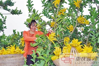 果农在基地采摘佛手。 (资料图片)