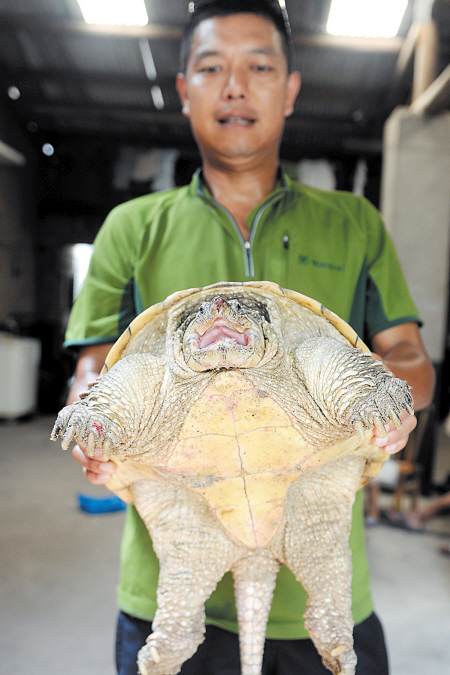 　　9月10日，朱先生在家中展示这只鳄龟。湘潭晚报供图