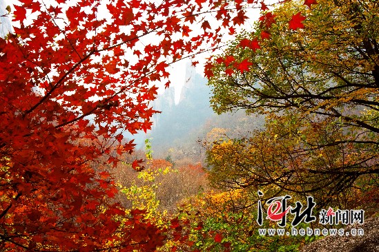 漫山红遍 摄影∕王松涛