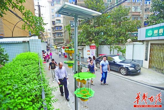 长沙50社区本月挂 灭蚊神灯 晚上开灯蚊子见光