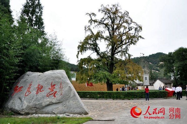 红25军集结的银杏树