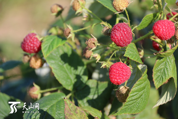 百万亩现代农业示范项目助推阜新农业发展|农