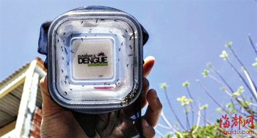 巴西拿蚊子当疫苗|蚊子|登革热