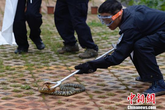 云南森林公安举行警务大比武 专设野生动物救助技能