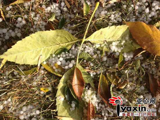 阿勒泰市民拍摄的图片。