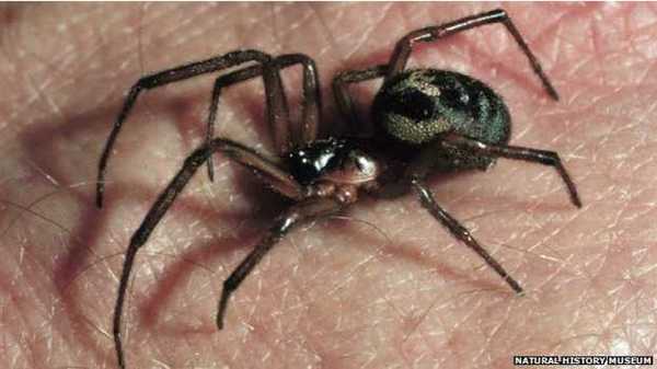 英国假黑寡妇蜘蛛剧毒女子被咬后截去手指