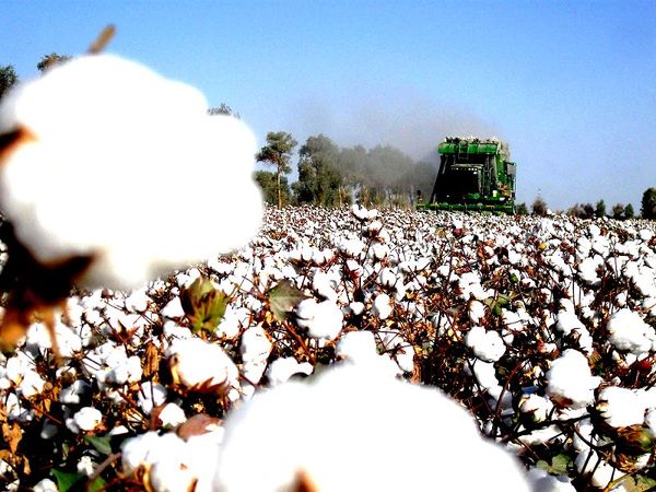 二师三十三团8万亩棉花机采可为职工节本160