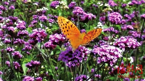 硕大的蝴蝶在花丛中飞舞