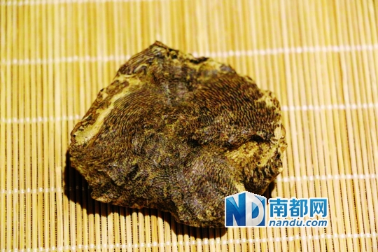 海南沉水沉香包头(收藏机构：采墨堂沉香馆)