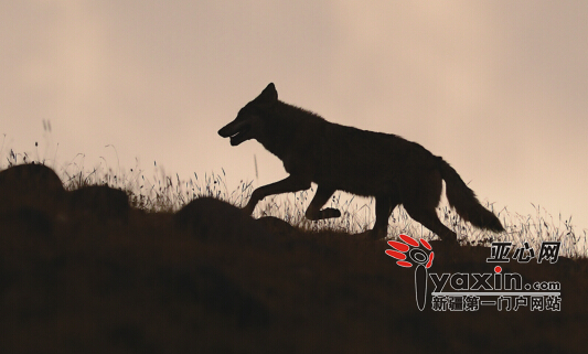 10月3日，一只狼在巴音布鲁克开都河中游寻找食物。图/通讯员确·胡热