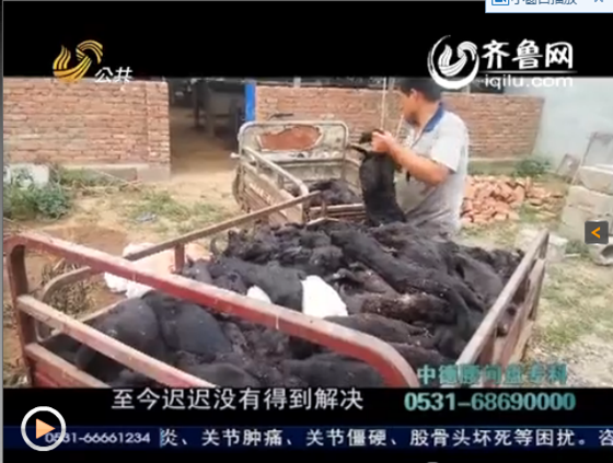 潍坊安丘千只水貂一夜死亡，无人负责养殖户损失惨重。（图片来源：视频截图）