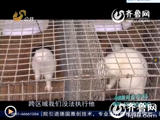 潍坊安丘千只水貂一夜死亡，无人负责养殖户损失惨重。（图片来源：视频截图）