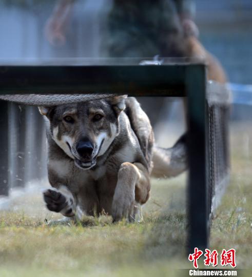 武警部队100余条警犬齐聚广州赛本领逐奖牌|警