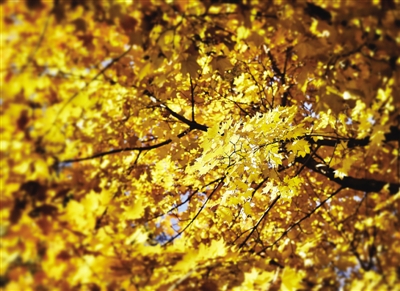 秋即是色|大片|长镜头