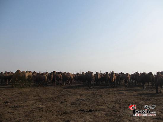 图为骆驼场中聚集的骆驼 亚心网记者 赵笑学摄