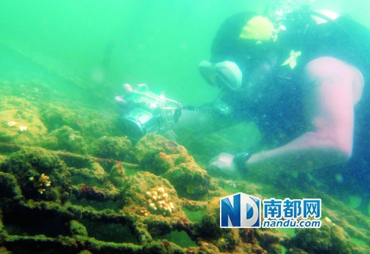 ●潜水志愿者在海底拍摄人工支架上培育的珊瑚。