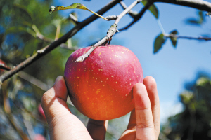 百花山庄的苹果惹人爱 ■实习记者 张昊哲