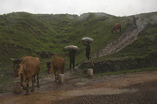 6月16日在两江道惠山市附近拍摄的农民赶着家畜在雨中行走的情景。（图片来源：美国媒体）