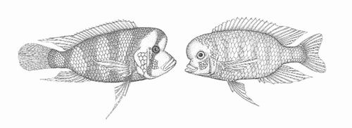 坦噶尼喀湖丽鱼科鱼类（左）和来自马维拉湖的同类进化出了相似的体形。图片来源：R. Craig Albertson