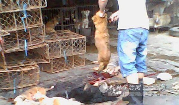 男子提起一条狗，一刀刺进颈部。