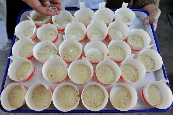 　　这是多种水稻育种后呈现出不同品质的各类标本。资料图片