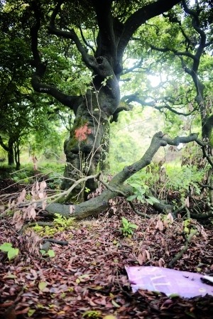 部分树木被砍，枝条落在地上。 信息时报记者 徐敏 摄