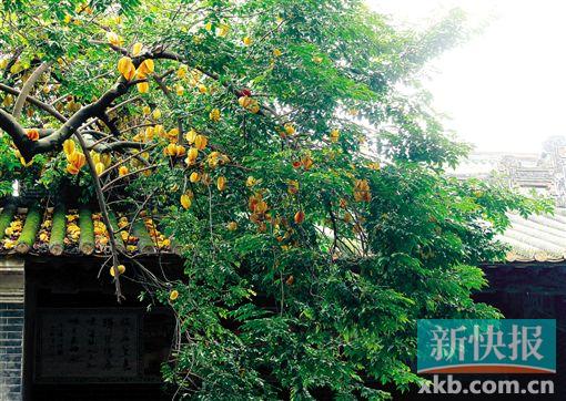■三稔厅里,何博众手植三稔树果实累累,三稔厅因此而得名    (钟哲平摄)