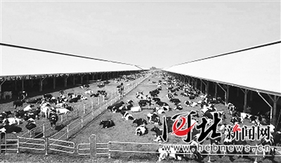 河北首农现代循环农业示范区后备牛养殖区。