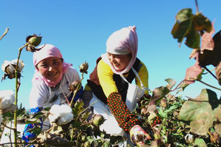千里进疆采棉记