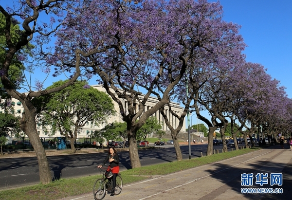 11月，南半球的春天，阿根廷首都布宜诺斯艾利斯被绽放的蓝花楹染成了美丽的蓝紫色。新华网记者 叶书宏摄