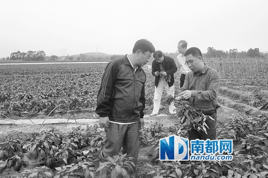 四九供销社技术人员实地指导辣椒种植。通讯员供图