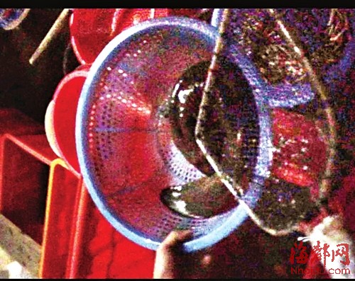 店家捞出一条活的娃娃鱼