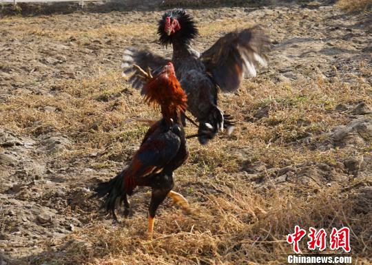 　　图为斗鸡比赛。　尼亚孜·热合曼　摄