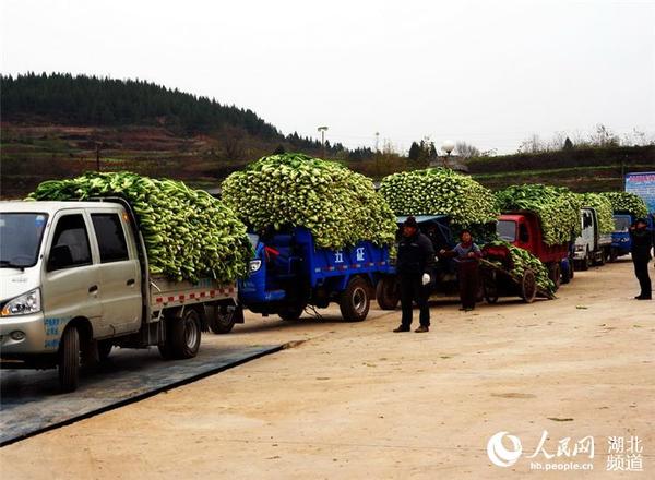 图为村民们收获腊菜和统香公司收购腊菜时的情景。