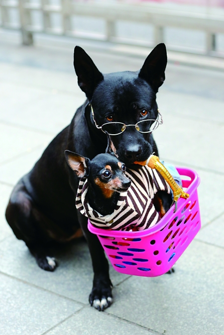 戴上眼镜成明星狗|重庆|南坪