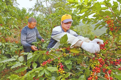 ▼厦门翔安新圩东寮村岩谷咖啡农场,种了5万多株咖啡树.