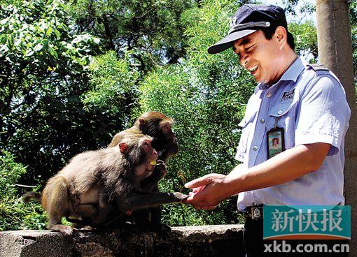 ■刘清伟在保护区坚守了25年,猕猴们也成了他的好朋友。CFP供图