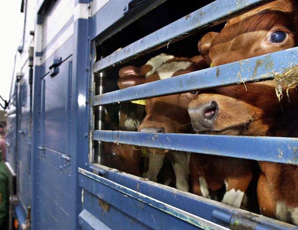 美国时隔17年取消禁止进口欧洲牛肉限令。