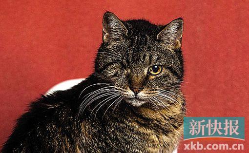 ■两年前,“两便士”还被一只狗袭击,失去一只眼睛。