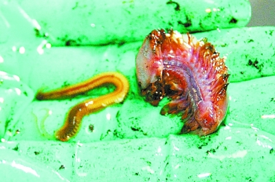 “蛟龙”在印度洋采集大量生物样本|蛟龙|下潜_凤凰资讯