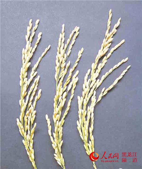 黑龙江省首个优质国标一级米水稻品种问世|水