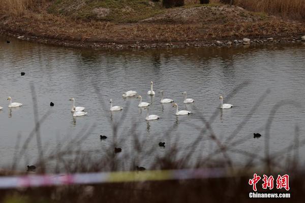 河南三门峡库区发生禽流感 已致93只野鸟死亡